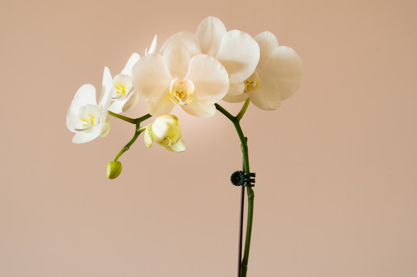 White orchid in a ceramic vase