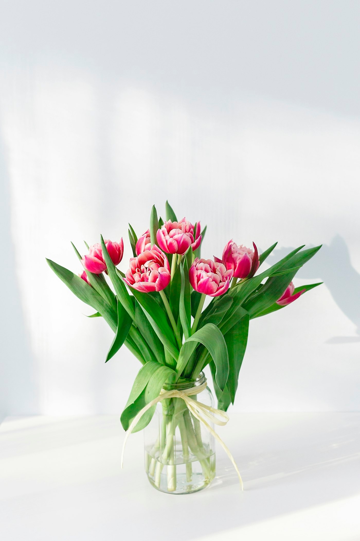 Pink tulips in a glass vase