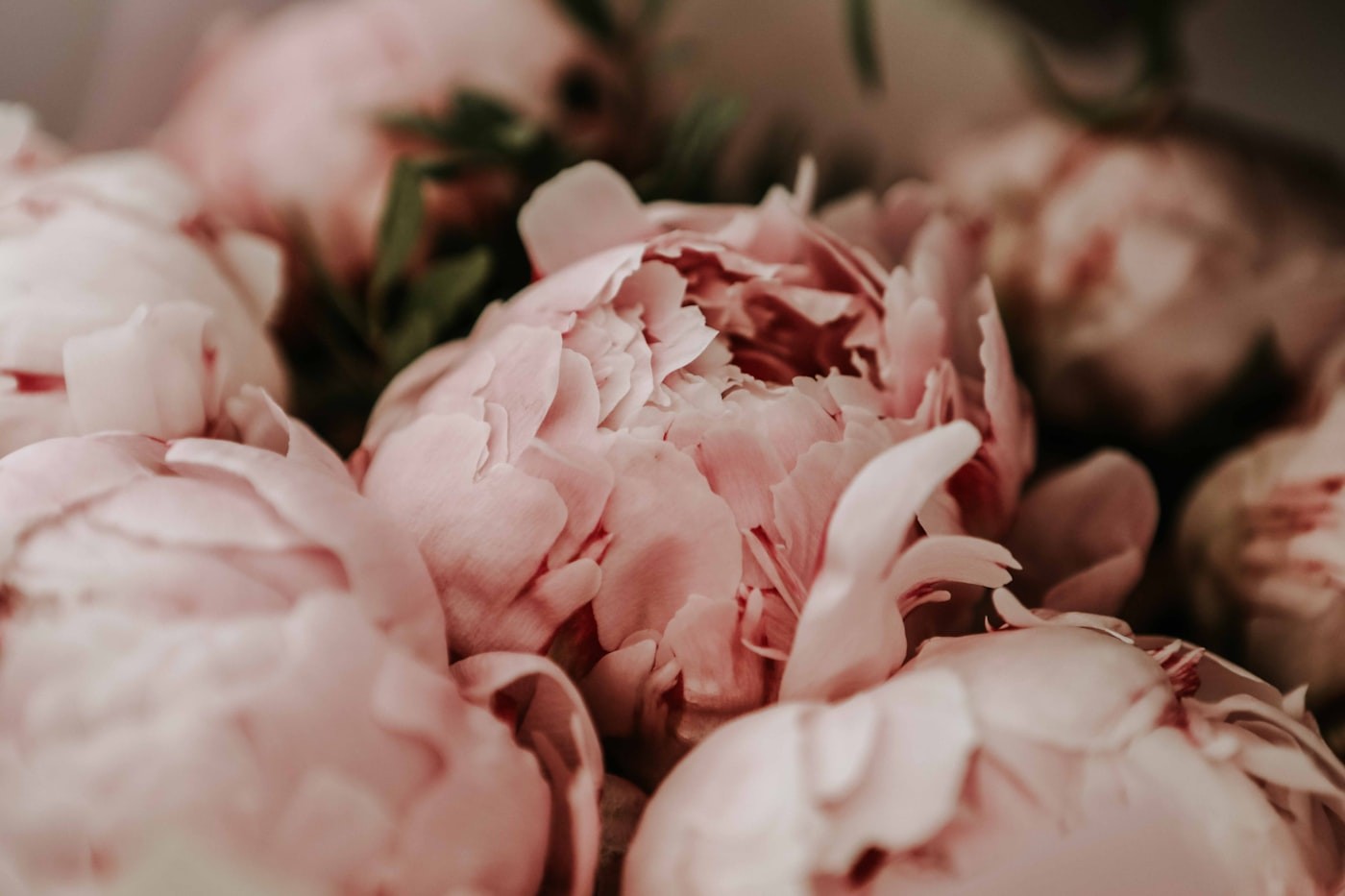 Soft pink peonies in close-up