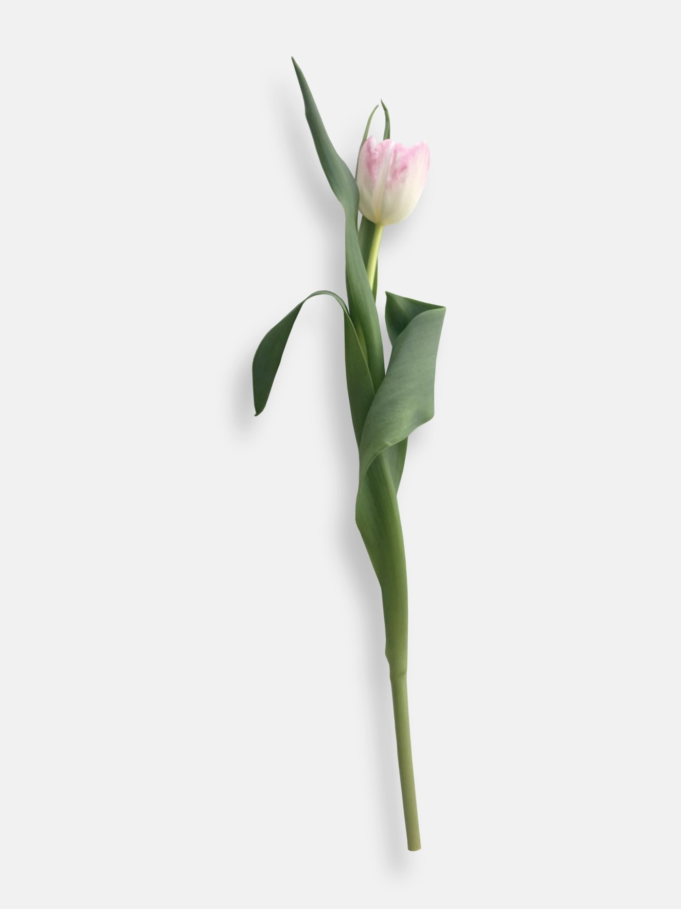 A single tulip stem