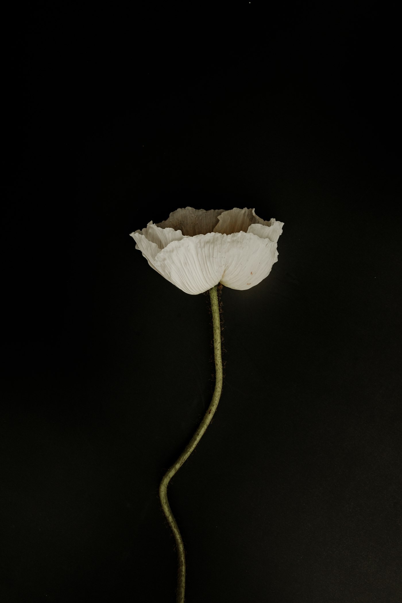 White bloom on a dark background