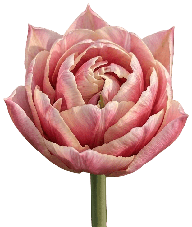 A pink double tulip